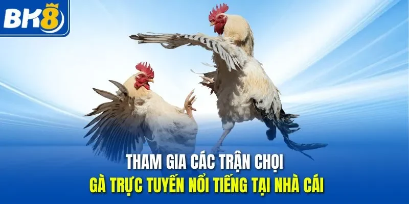 Tham gia các trận chọi gà trực tuyến nổi tiếng tại nhà cái